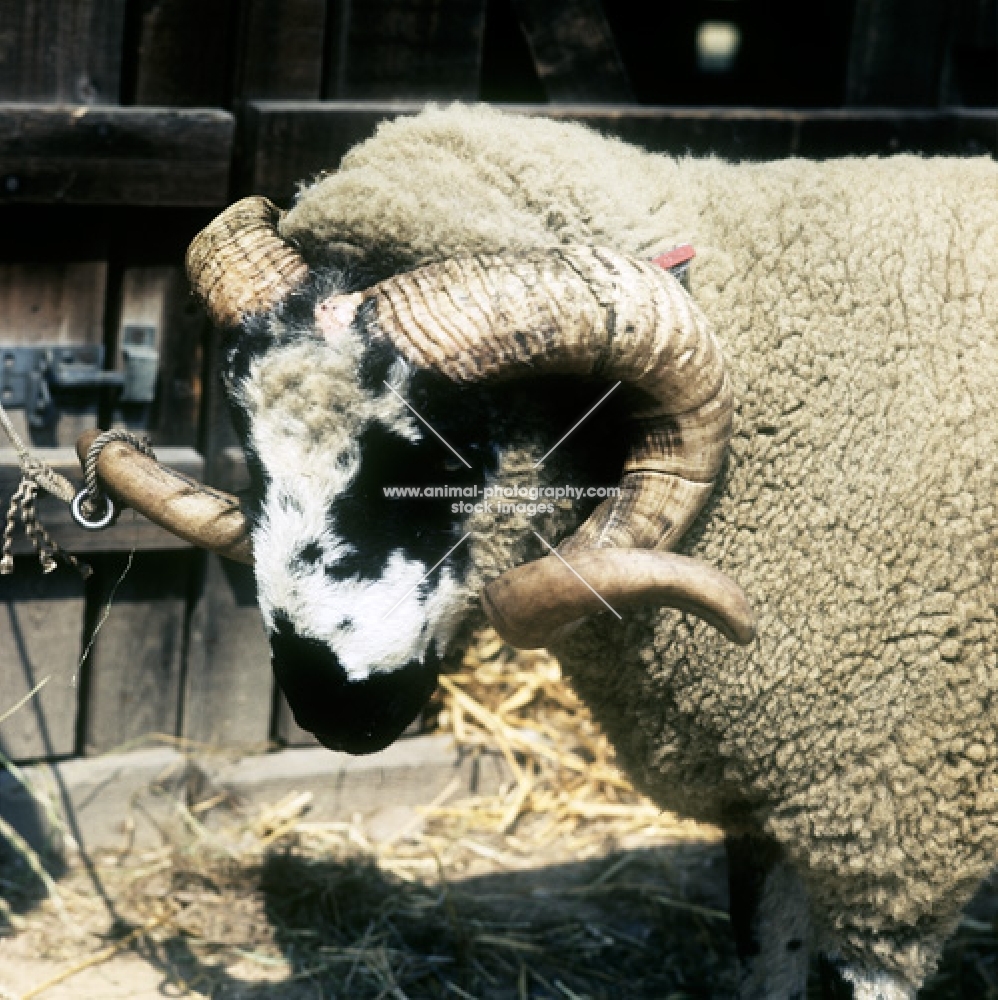 lonk sheep portrait