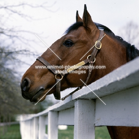 high ideal, standardbred, head study, wearing head collar with nameplate