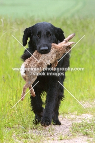 Flatcoated Retriever with rabbit