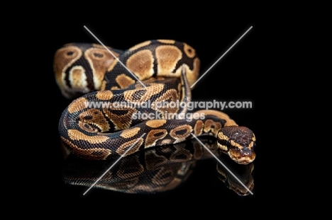 Royal Python on black background