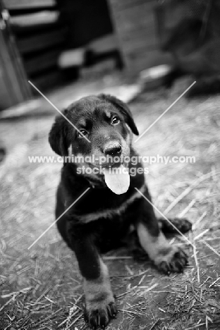 a cute beauceron puppy sitting