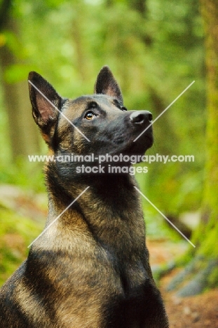 Malinois head study