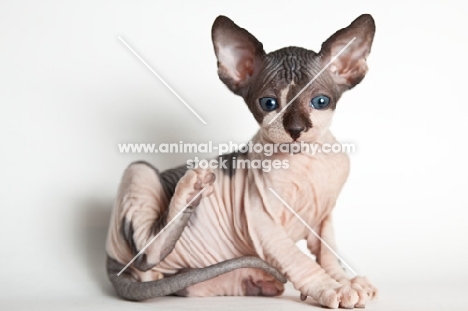 sphynx kitten scratching himself