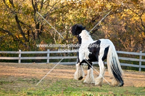 Gypsy Vanner