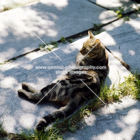 champion swedish freyois of kandahar, brown tabby short hair cat