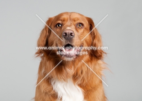 Golden Retriever mix in studio, smiling at camera.