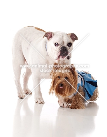 Bulldog and Yorkshire Terrier
