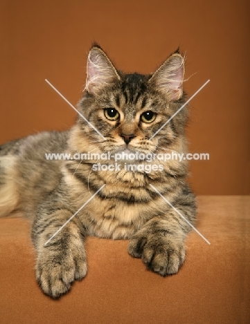 longhaired Pixie Bob cat