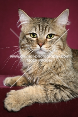 longhaired Pixie Bob cat