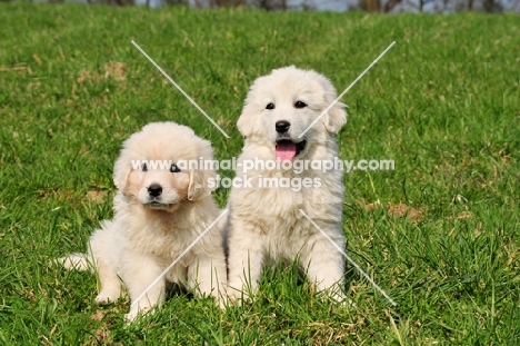 two Polish Tatra Herd Dog puppies on grass