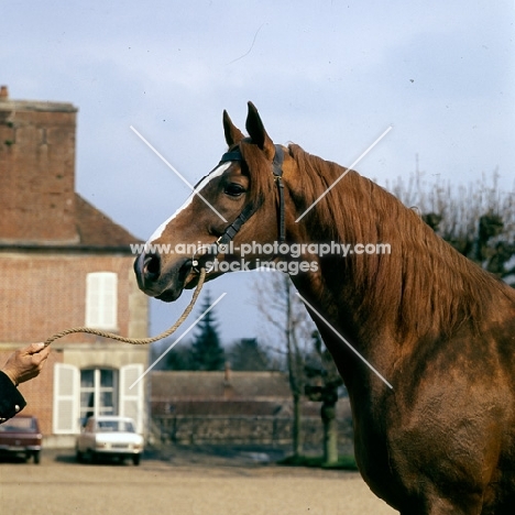 carmarthen, french thoroughbred at haras du pin