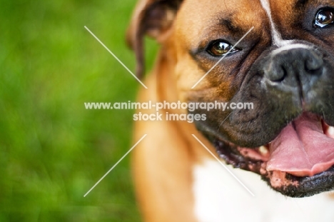 Boxer looking happily at camera