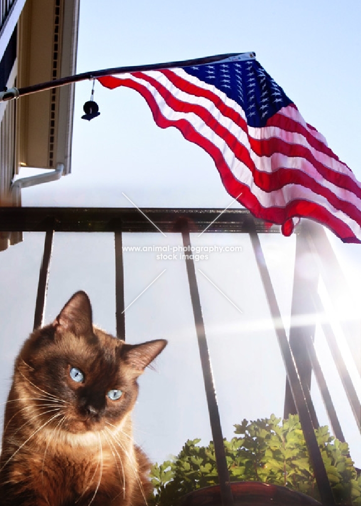 chocolate point siamese cat and American flag