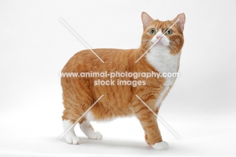 Manx cat standing on white background, Red Mackerel Tabby & White colour