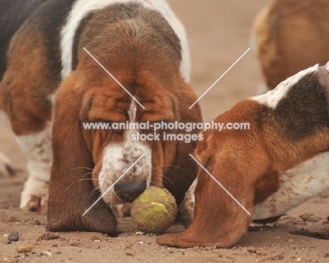 two Basset Hound dogs playing with tennis ball