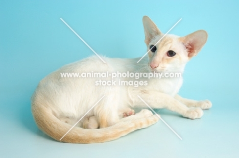 cream point siamese lying down