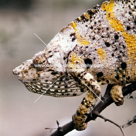 wild chameleon, yellow and grey in this photograph