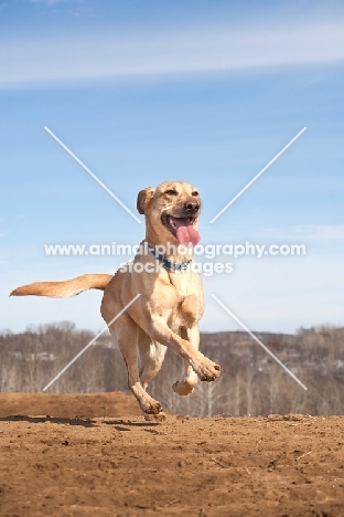 cream Labrador running