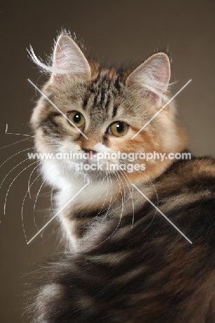 Siberian cat, head study