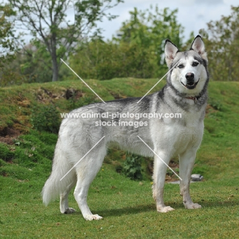 malamute husky x