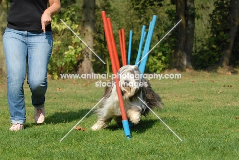 Bearded Collie at dog trial