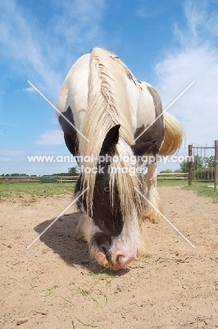 piebald horse in field, looking down