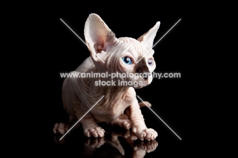 sphynx kitten on black background