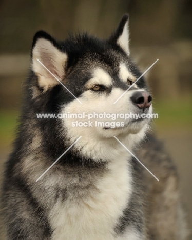 Alaskan Malamute portrait