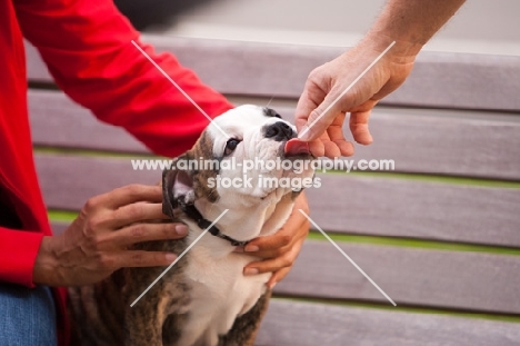 Bulldog puppy licking hand