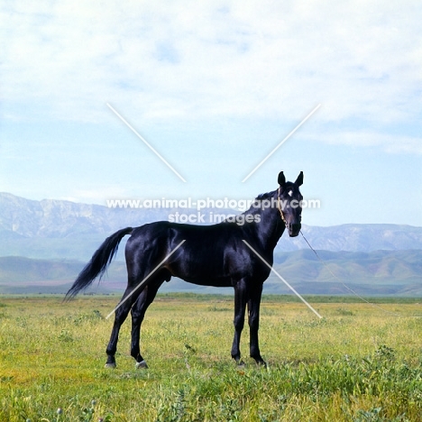 karabair stallion in uzbekistan