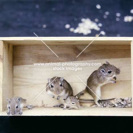 gerbil family in a box from above
