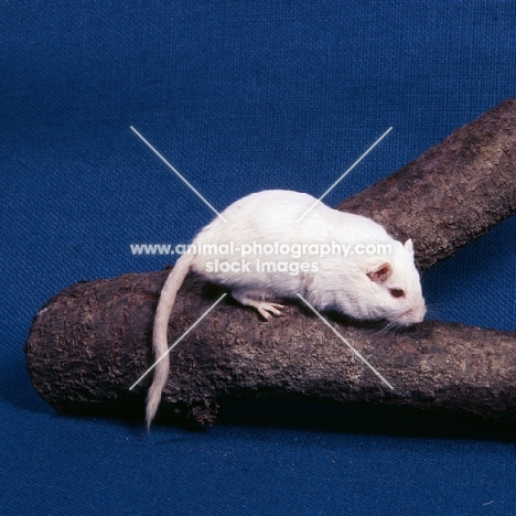 albino gerbil on a log