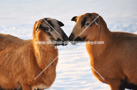 Barbados Blackbelly sheep showing affection