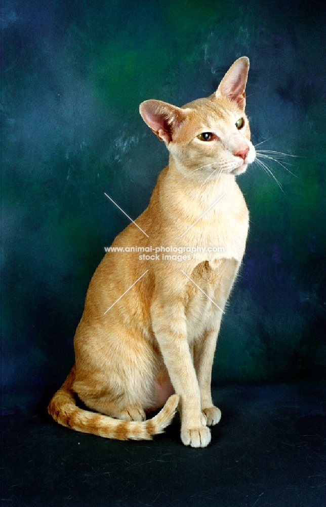 apricot Oriental shorthair