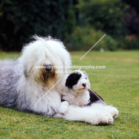 ch reculver little rascal (cuddles), old english sheepdog with her puppy