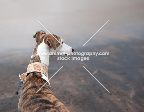 Whippet looking out over water