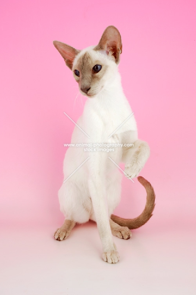 lilac point siamese cat, one leg up