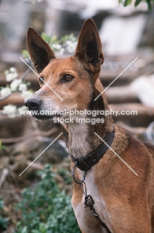 Podenco Canario, Canary Islands Hound, Canary Island Warren Hound, Canarian Warren Hound. Portrait