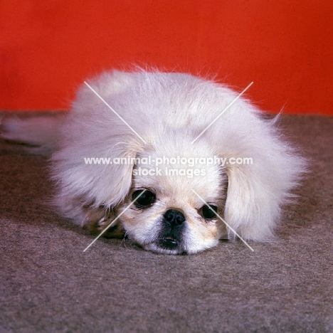 sad pekingese puppy