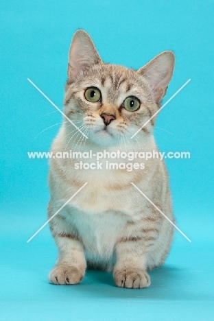 Seal (Natural) Mink Spotted Tabby Munchkin standing on blue background