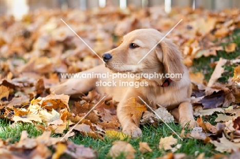 Golden Retriever puppy in autumn