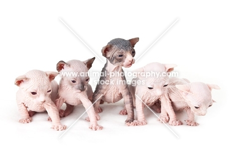 litter of 3 week old Sphynx kittens