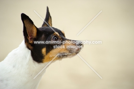 Toy Fox Terrier looking ahead