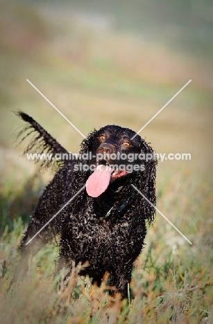 wet American Water Spaniel