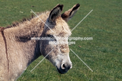 portrait of a donkey