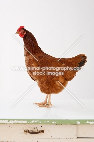 rhode island red on table