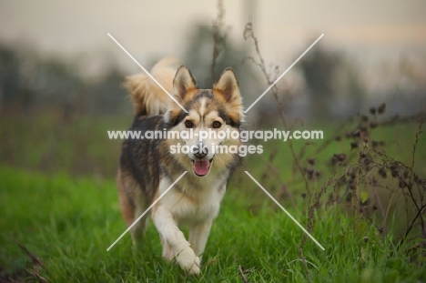 beautiful husky mix walking in a field
