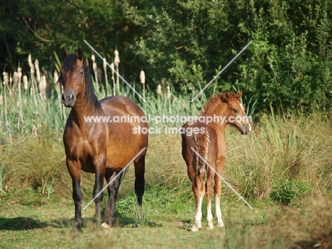 Welsh Cob (section d)