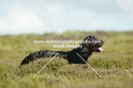 Gordon Setter in field