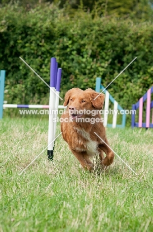 Nova Scotia Duck Tolling Retriever 